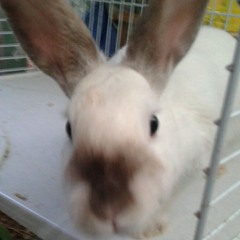 Daisy