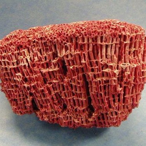 Скелет коралла. Тубипора коралл. Organ Pipe Coral. Коралл органчик.