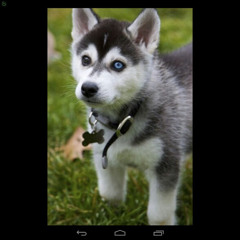 Shedletsky the husky