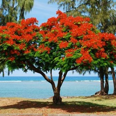 Françoise à la Réunion