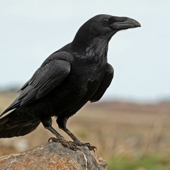 Corbeau44