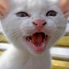 Yvette M T Callaghan