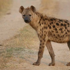 The Little Hyena Show