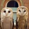 Owl House 64