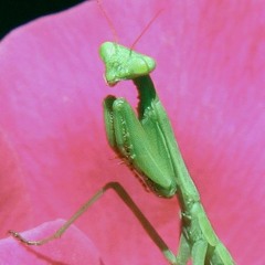 bug