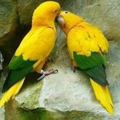 ام اميره