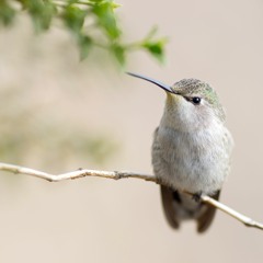 rh1l.com© حبر و ورق