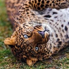 Judee Blue Eyes