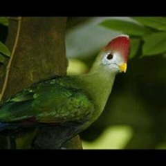 تميم الحميري