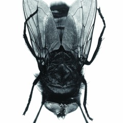 Buzzin Music Presents...