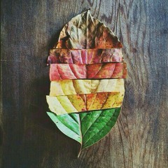 leaf on earth