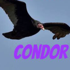saDstic conDor