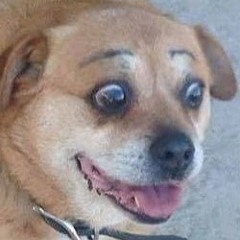Hypnoggo