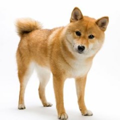 Music Doge finds wow