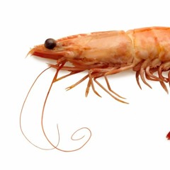 La Gambass