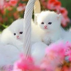Farah Abbas