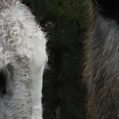 SÒMI____Pom Bouvier b.- François Dumeaux