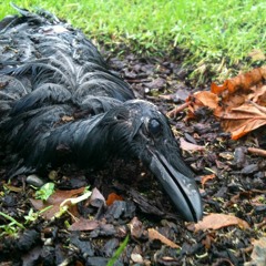 Baby Crow Flight School