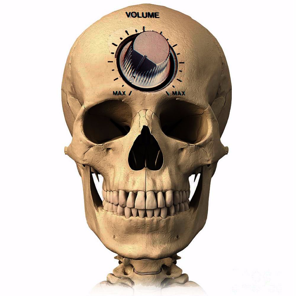 Nucleus Accumbens (NAcc)