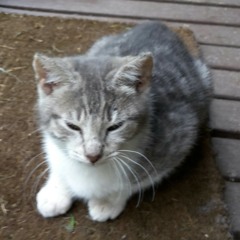 FluffyPuddy