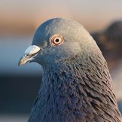 Pigeon Ordinary