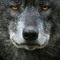 wolfieraps123