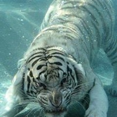 user70161204