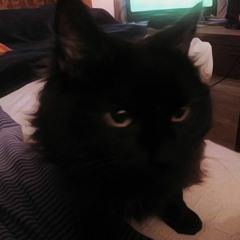 El GaTo nEGrO De La FaMiLiA