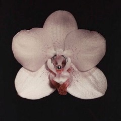 Orchidea