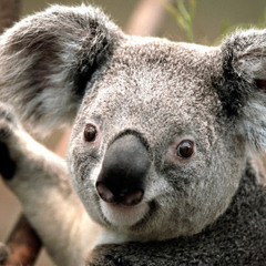 Mr. Koala