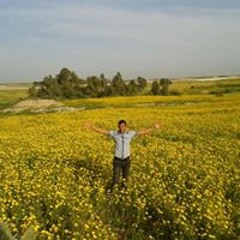 chardonneret goldfinch صوت الحسون النق