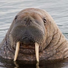 Mr. Walrus