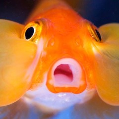 Fisherios The second