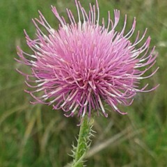 Thistle