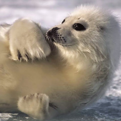 seal seal