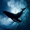 whale