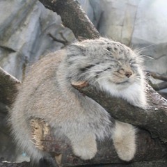 Steffen De Schrijver