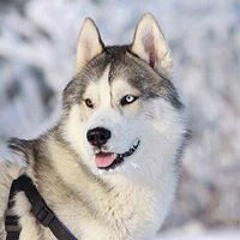 ;ski