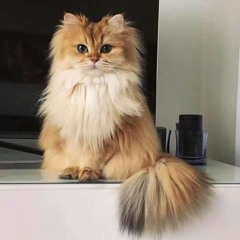 Areej