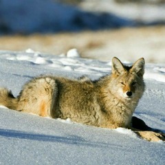 Wolfywolfgang
