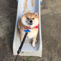 Полина Совух