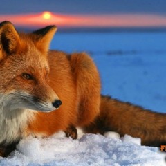 РОссия ВЫживет