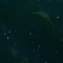 Alan Pardew Stan Account