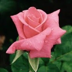 RoseCreature 884