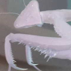 motorboy D.T.    DansWay inlikeFlyn.