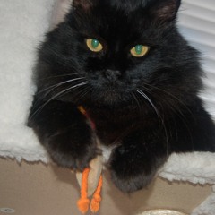 Can't Let You Go.MP3