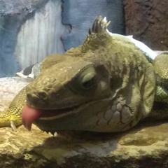 Aplestes