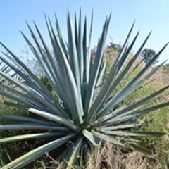 Agave JJ