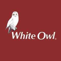 invincible white owl