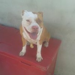 Dieguinho Santos